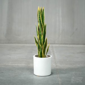 Artificial Potted Snake Plant